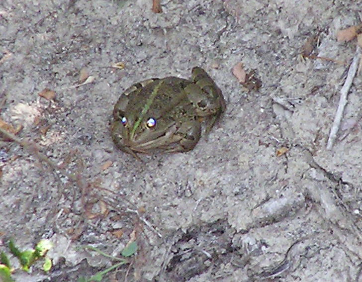 rana verde (?) - Pelophylax sp. (prov. Piacenza)